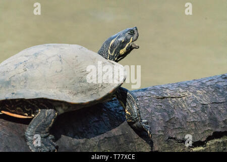 Animali in Hangerweiher Aachen e Wiesbaden Foto Stock