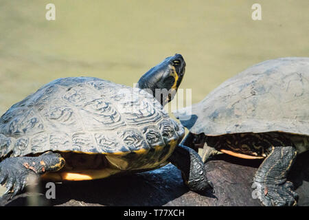 Animali in Hangerweiher Aachen e Wiesbaden Foto Stock