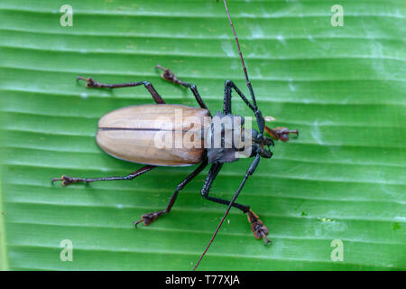 Giant Fijian longhorn beetle dall' isola di Koh Phangan, Thailandia. Close up, macro. Gigante lunga Fijiano-cornuto beetle, Xixuthrus heros è una delle più grandi li Foto Stock