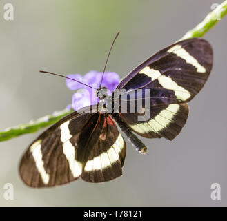 Hewitson's longwing (Heliconius hewitsoni) alimentazione su un fiore. Foto Stock