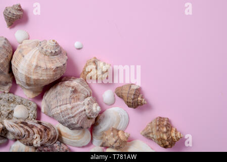 Piatti creativi concetto laici di viaggio estivo per le vacanze. Vista dall'alto di vari tipi di conchiglie su sfondo rosa. Copia dello spazio in stile minimal, modello fo Foto Stock