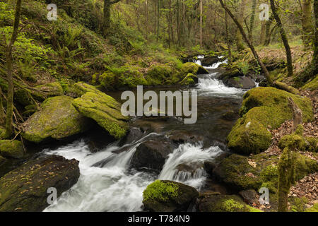 In A Coruña, vi sono quattro cascate del fiume Mendo, in un vivace ambiente forestale. Appartiene a Marine Coruñesas e Terras do Mandeo Biosph Foto Stock