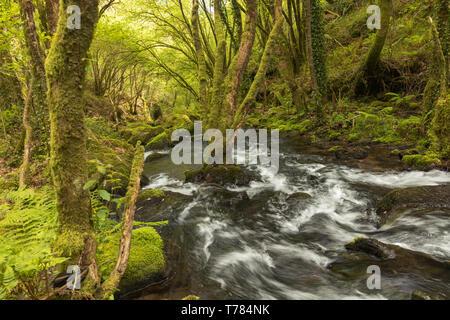 In A Coruña, vi sono quattro cascate del fiume Mendo, in un vivace ambiente forestale. Appartiene a Marine Coruñesas e Terras do Mandeo Biosph Foto Stock