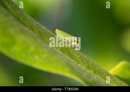 Leafhopper rododendro (Graphocephala fennahi), parassiti nei giardini Foto Stock