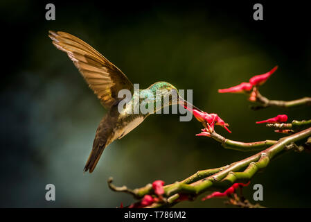 Snowy-panciuto hummingbird alimentazione su un fiore rosso Foto Stock