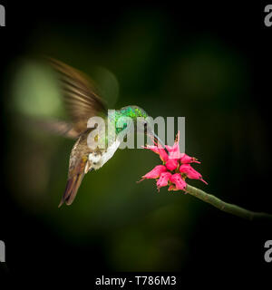 Snowy-panciuto hummingbird in volo alimentazione su un fiore rosso BIF Foto Stock