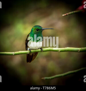 Snowy-panciuto hummingbird appollaiato Foto Stock