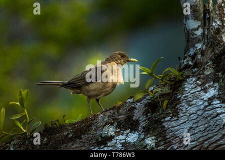 Brown tordo uccello Foto Stock