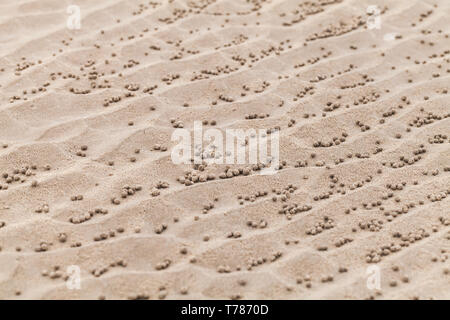 Palline di sabbia modello realizzato da sabbia gorgogliatore granchi o sabbia-gorgogliatori. Foto Stock