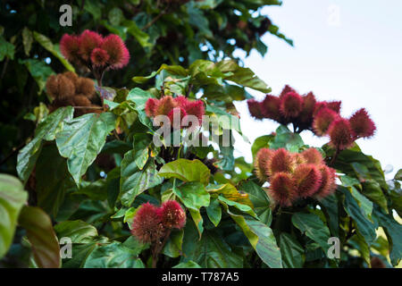 Mamon cinese o Rambutan su un albero Foto Stock