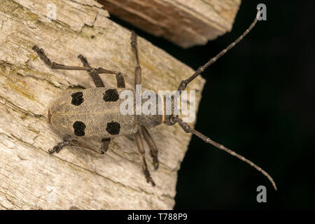 Morimus funereus femmina Foto Stock