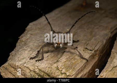 Morimus funereus femmina Foto Stock