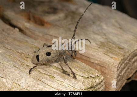 Morimus funereus femmina Foto Stock