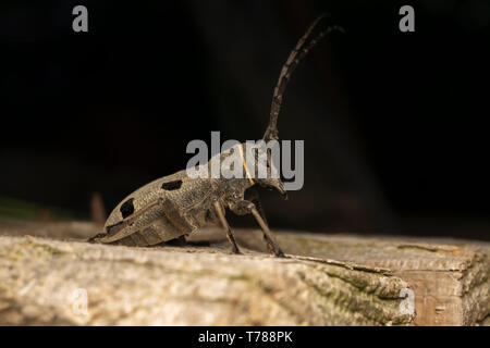 Morimus funereus femmina Foto Stock