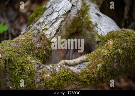Tronco di albero con fresco verde muschio Foto Stock