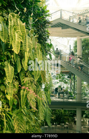 Felce capelvenere dettaglio, Amazon sfere, cupole di vetro costruita da Amazon.com, downtown di Seattle, Washington Foto Stock