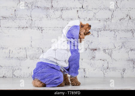 Piccolo Cane divertente di colore marrone con capelli ricci di barboncino Toy razza in posa di vestiti per cani. Oggetto accessori e abiti alla moda per animali domestici. S Foto Stock