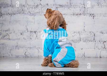 Piccolo Cane divertente di colore marrone con capelli ricci di barboncino Toy razza in posa di vestiti per cani. Oggetto accessori e abiti alla moda per animali domestici. S Foto Stock