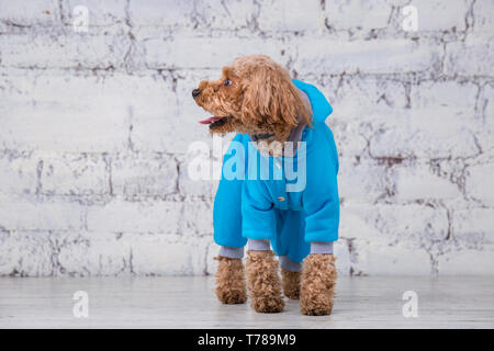 Piccolo Cane divertente di colore marrone con capelli ricci di barboncino Toy razza in posa di vestiti per cani. Oggetto accessori e abiti alla moda per animali domestici. S Foto Stock