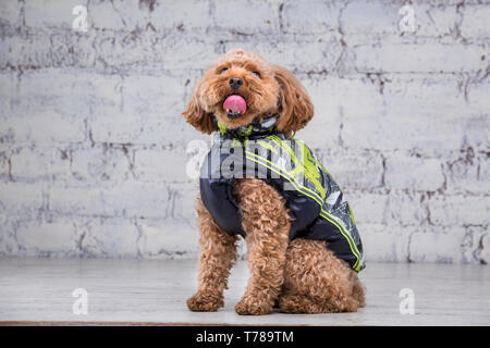Piccolo Cane divertente di colore marrone con capelli ricci di barboncino Toy razza in posa di vestiti per cani. Oggetto accessori e abiti alla moda per animali domestici. S Foto Stock
