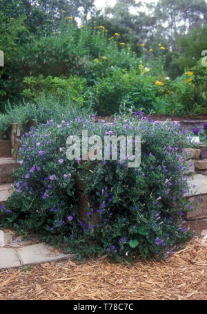 Massa viola gloria di mattina (CONVOLVULUS SABATIUS SYN MAURITANICUS) un finale o pianta rampicante Foto Stock