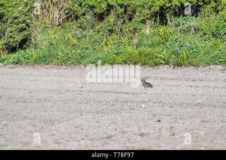Wild europeo / coniglio oryctolagus cuniculus seduto in un campo coltivato in una giornata di sole. Terreno arato. Foto Stock