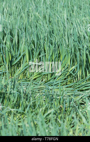 La lussureggiante verde delle foglie di un raccolto di cereale che cresce in un campo. Metafora UK ed agricola, crescita economica, germogli verdi. Foto Stock