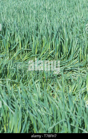 La lussureggiante verde delle foglie di un raccolto di cereale che cresce in un campo. Metafora UK ed agricola, crescita economica, germogli verdi. Foto Stock