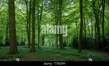 Campagna inglese area boscosa con aglio selvatico e bluebells. Grazioso alto tress con una radura sotto e la morbida luce dal sole l'illuminazione th Foto Stock