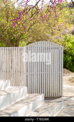 Bianco di recinzione in legno e dor open della casa fuori extertior e rosa blossomins albero in primavera. Foto Stock