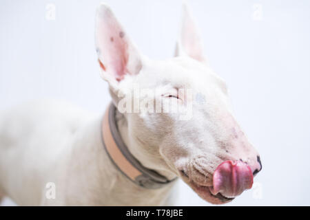 Fame Bull terrier cane mostra la linguetta blu su sfondo vuoto Foto Stock