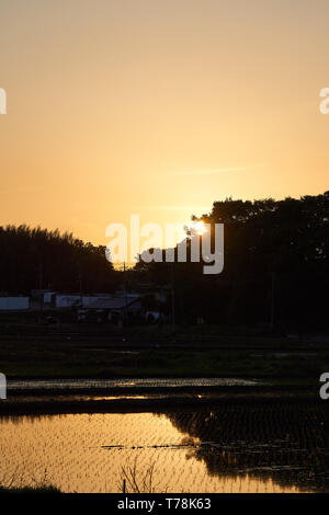 Arancio e giallo il cielo al tramonto sulla foresta e campi di riso nelle zone rurali Moriya, Ibaraki, Giappone. Foto Stock