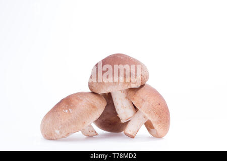 Colle di funghi shiitake. Funghi Shitake isolare. Tre funghi shiitake. Vista frontale Foto Stock