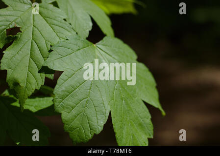 Foglie di acero Foto Stock