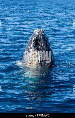 Gentile Humpback Whale (Megaptera novaeangliae) giocando e violare il loro inverno alimentazione di massa al Baja California Foto Stock