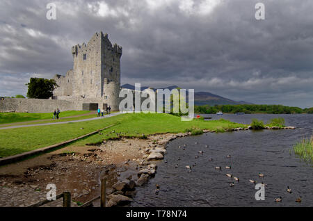 Anatre nuotare in un flusso accanto al Castello di Ross, Parco Nazionale di Killarney, nella contea di Kerry, Irlanda sotto un meditabondo cielo grigio Foto Stock