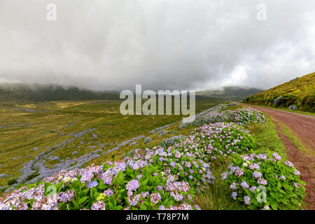 Bella ortensie cresce accanto alla strada nella Reserva Florestal Natural fare Morro Alto e Pico da se il Parco Nazionale. Foto Stock