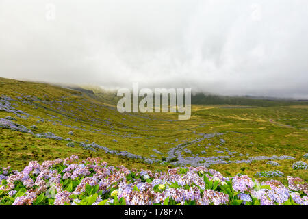 Fioritura di ortensie con Caldeira Branca in background sul sull isola di Flores nelle Azzorre. Foto Stock