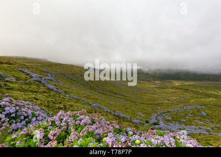 Splendida fioritura di ortensie sull isola di Flores nelle Azzorre. Foto Stock