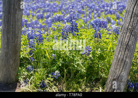 Bluebonnets crescendo in Ennis Texas Foto Stock