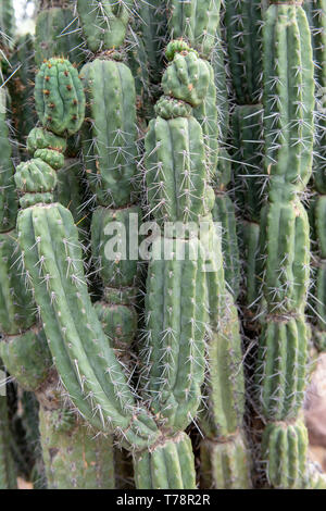 Argentina di stuzzicadenti cactus (Stetsonia coryne) in Tucson, Arizona, Stati Uniti d'America Foto Stock