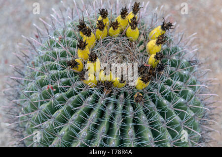 Canna Fishhook cactus (Ferocactus wislizeni) in Tucson, Arizona Foto Stock