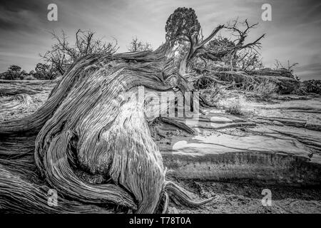 Asciugare il marcio alberi nel deserto dello Utah Foto Stock