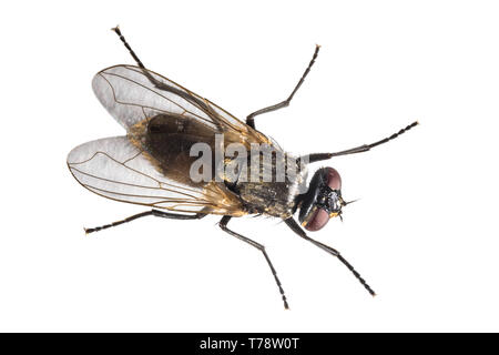 (Housefly Musca domestica) isolato su sfondo bianco. Vista dall'alto in basso della casa di volare da sopra. Foto Stock