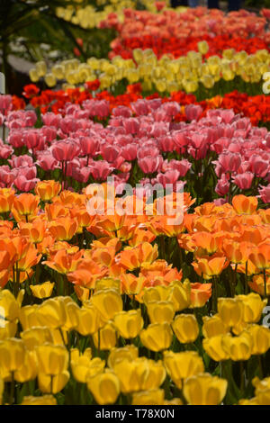 Iridato fioritura di tulipani nel sole di mezzogiorno, infinite in campo di tulipani in diversi colori luminosi in primavera Foto Stock