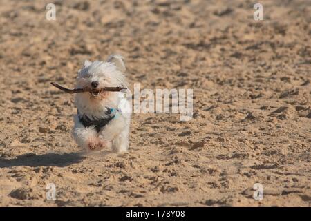 Bianco cane Maltese con bastone in esecuzione sulla spiaggia. Foto Stock