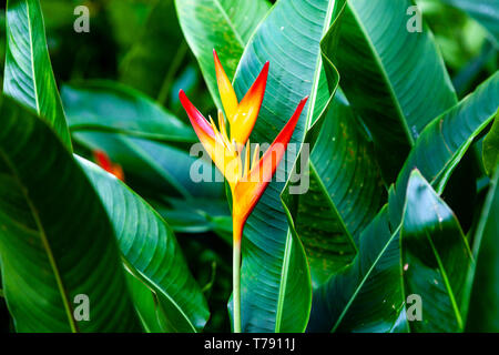 Il National Orchid Garden, il Singapore Botanic Gardens, Singapore, Sud-est asiatico Foto Stock