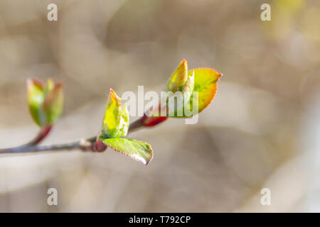 In primavera, il verde delle foglie degli alberi germogliano dai germogli maturi Foto Stock