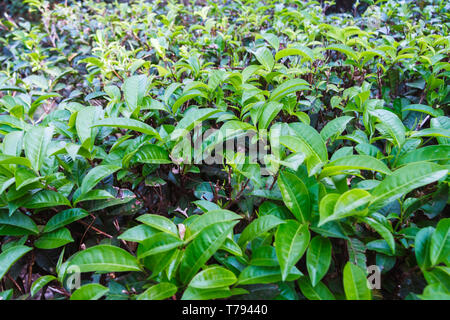 Jaflong, sylhet, Bangladesh : full frame di fresche foglie di tè a Jaflong Tea Break. Il Bangladesh è la dodicesima più grande produttore di tè in tutto il mondo. L'indu Foto Stock