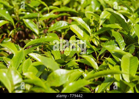 Jaflong, sylhet, Bangladesh : full frame di fresche foglie di tè a Jaflong Tea Break. Il Bangladesh è la dodicesima più grande produttore di tè in tutto il mondo. L'indu Foto Stock